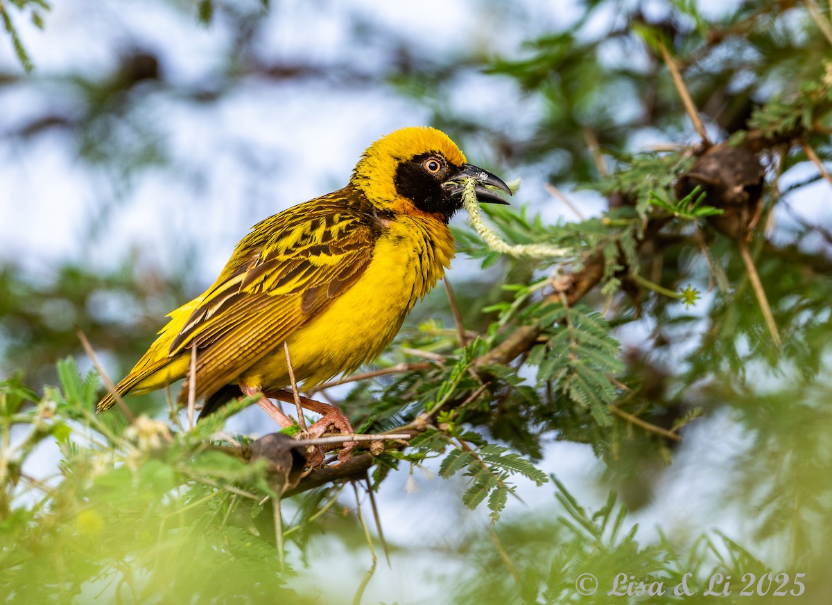Fox's Weaver - ML640878944