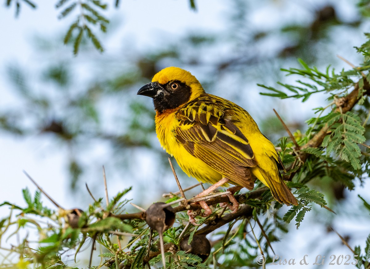 Fox's Weaver - ML640878945