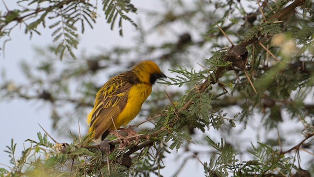 Fox's Weaver - ML640878974
