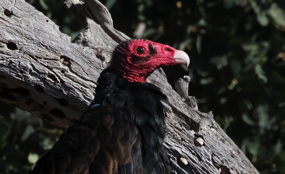 Urubu à tête rouge - ML640878997