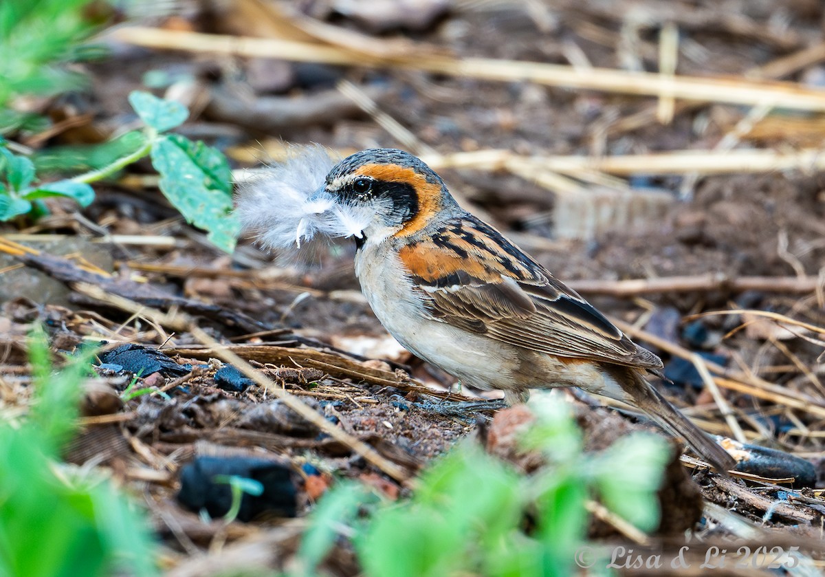 Shelley's Rufous Sparrow - ML640878998