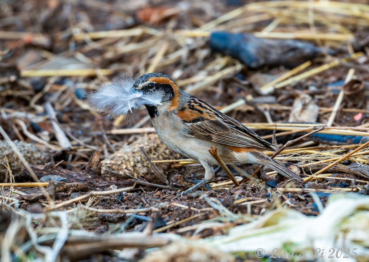 Shelley's Rufous Sparrow - ML640878999