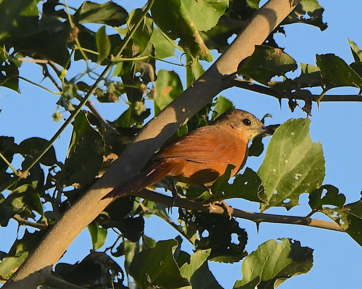 White-lored Spinetail - ML640879014
