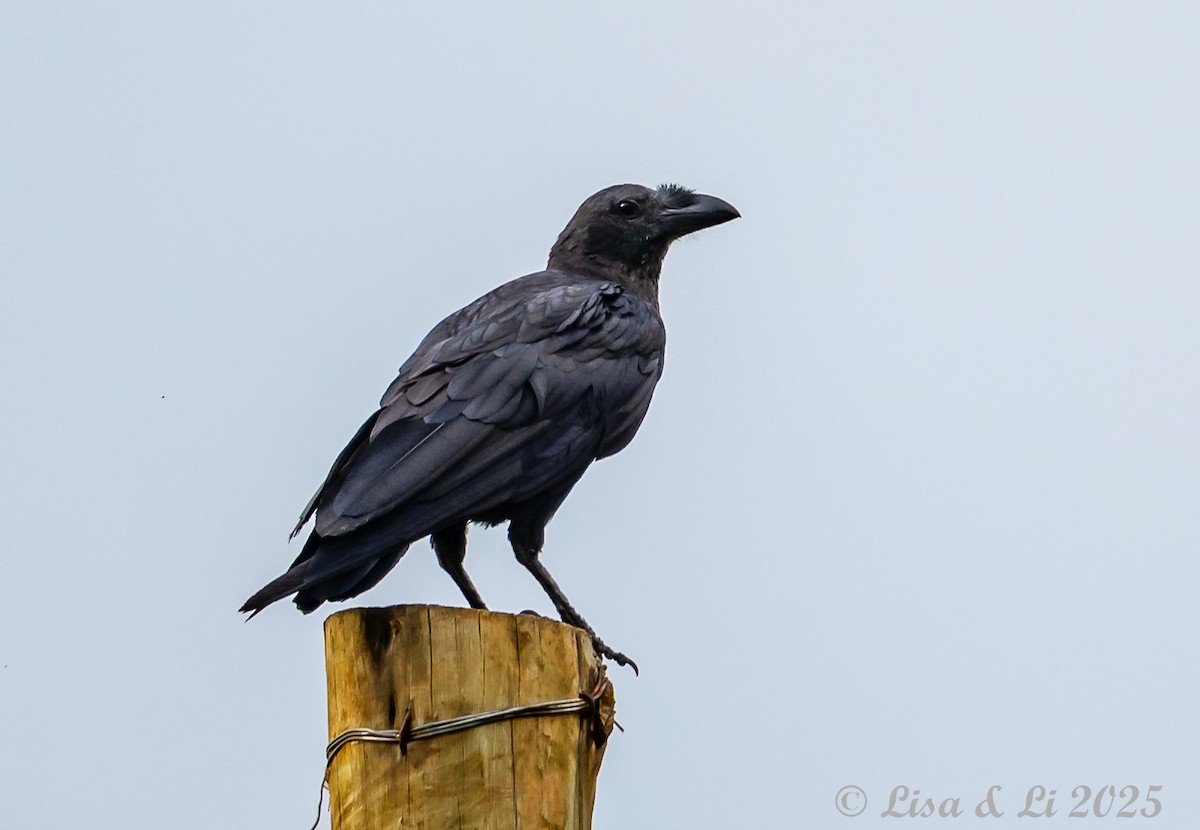 Fan-tailed Raven - ML640879041