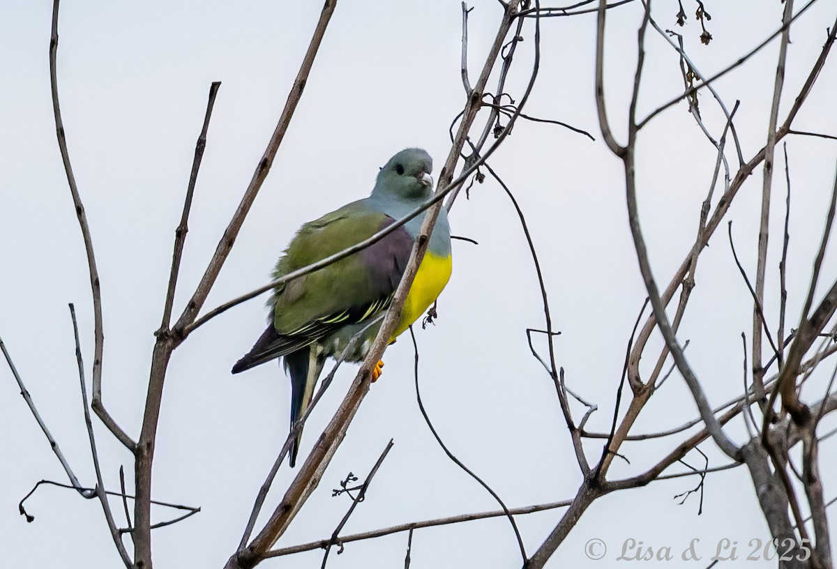 Bruce's Green-Pigeon - ML640879050