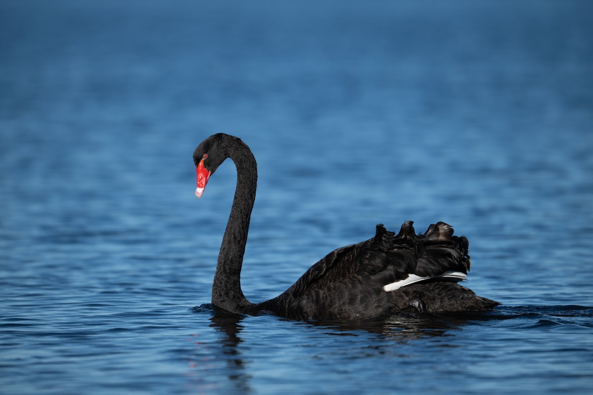 Cisne Negro - ML640879066