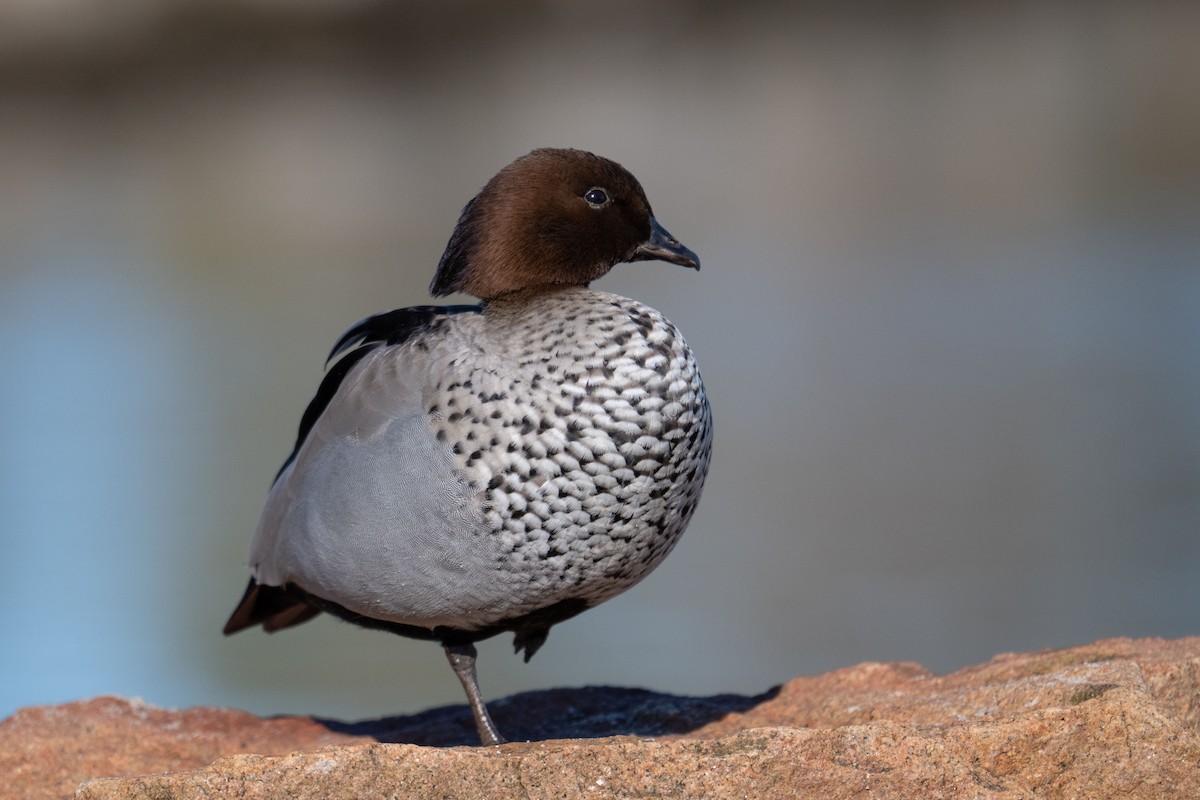 Pato de Crin - ML640879078