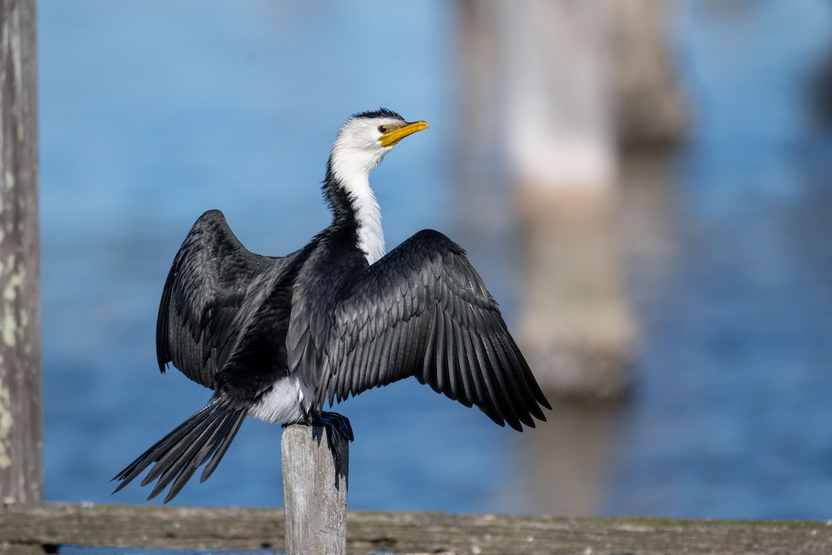 Cormorán Piquicorto - ML640879086