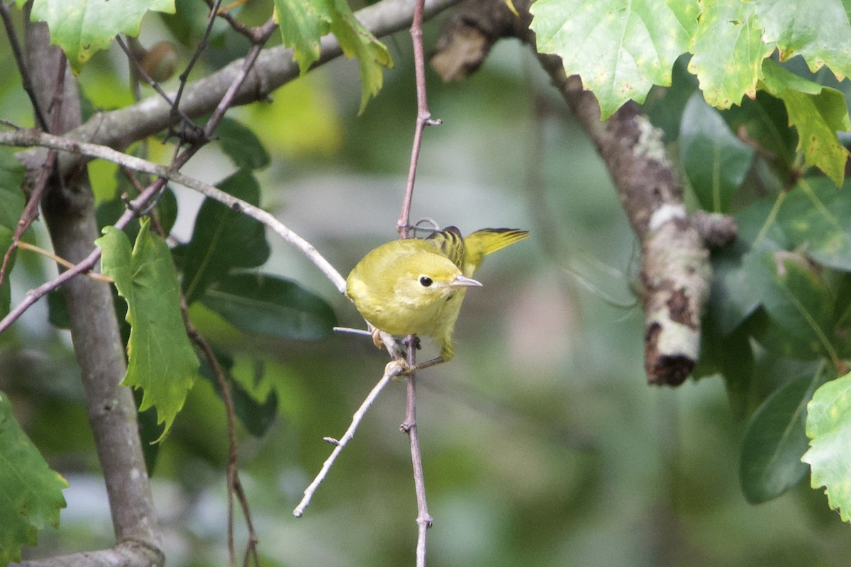 Northern Yellow Warbler - ML640879101