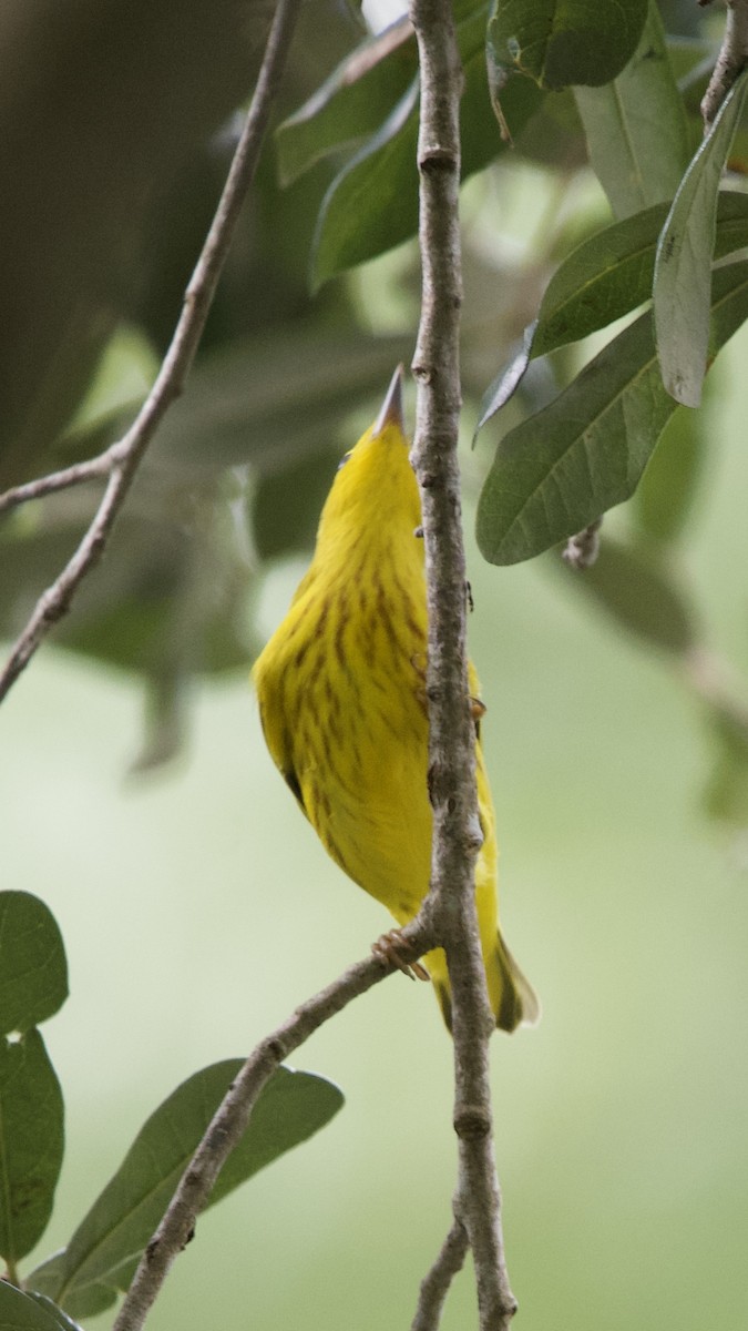 Northern Yellow Warbler - ML640879102