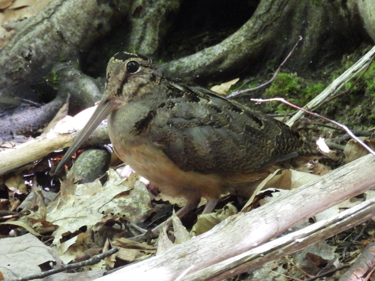 American Woodcock - ML640879104