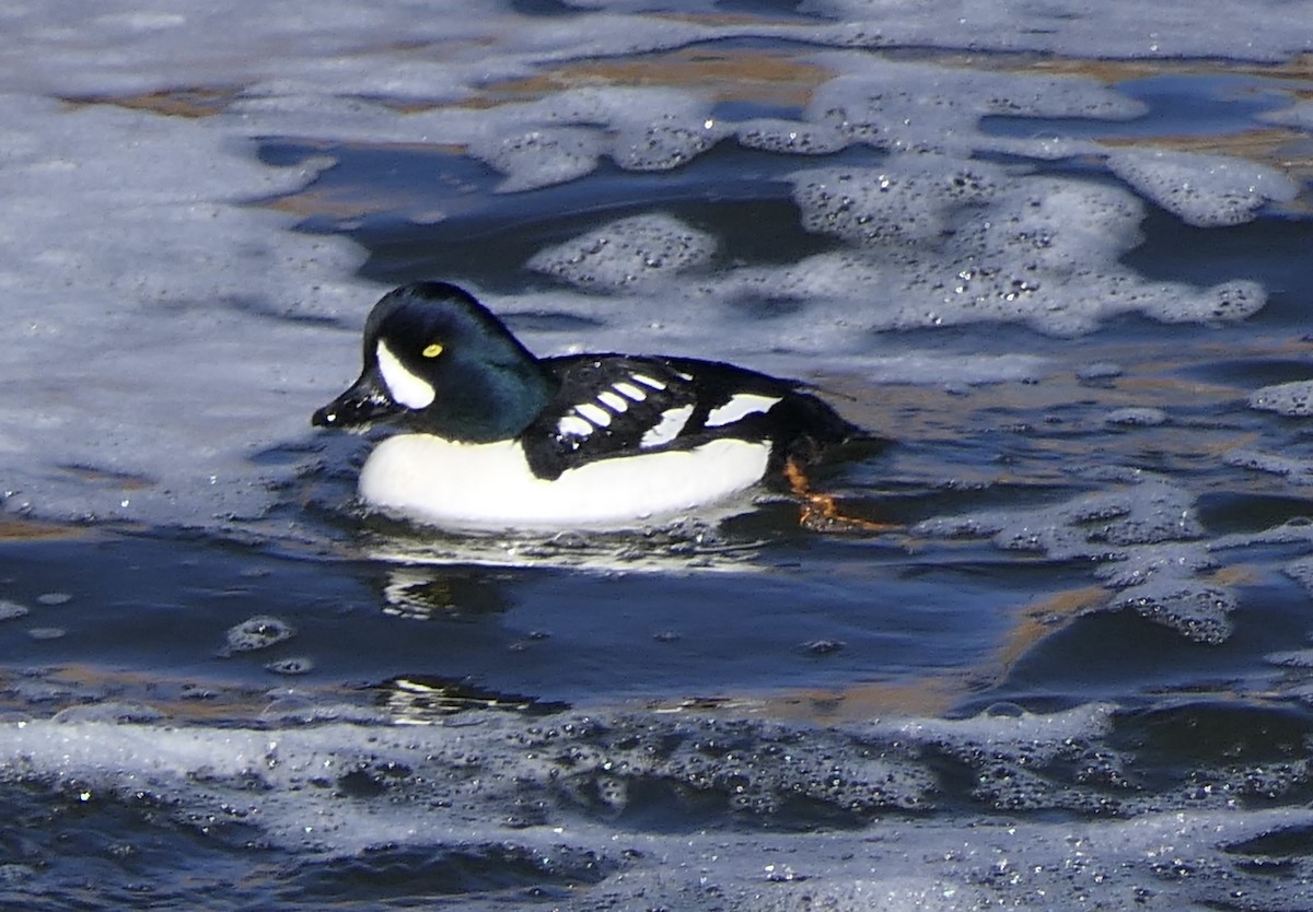 Barrow's Goldeneye - ML640879111