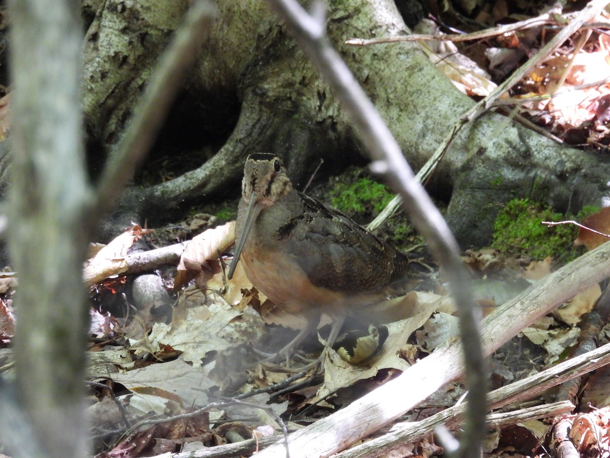 American Woodcock - ML640879122