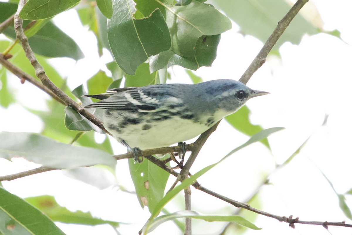 Cerulean Warbler - ML640879124