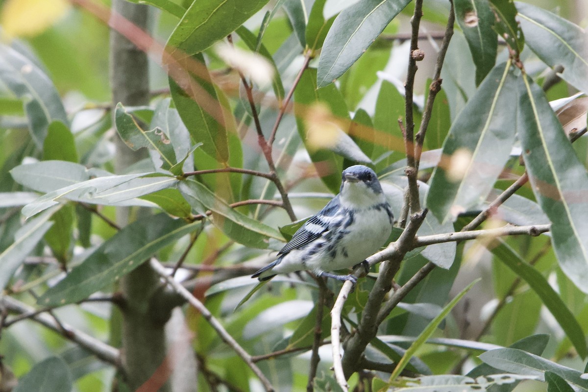 Cerulean Warbler - ML640879125