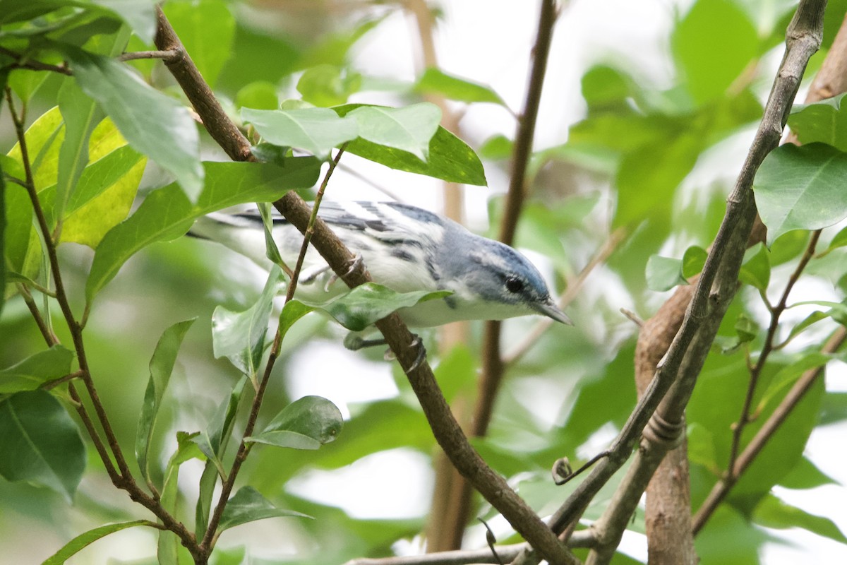 Cerulean Warbler - ML640879126