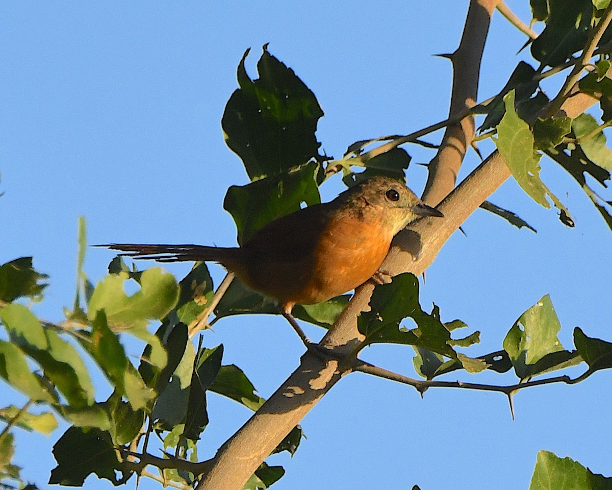 White-lored Spinetail - ML640879166