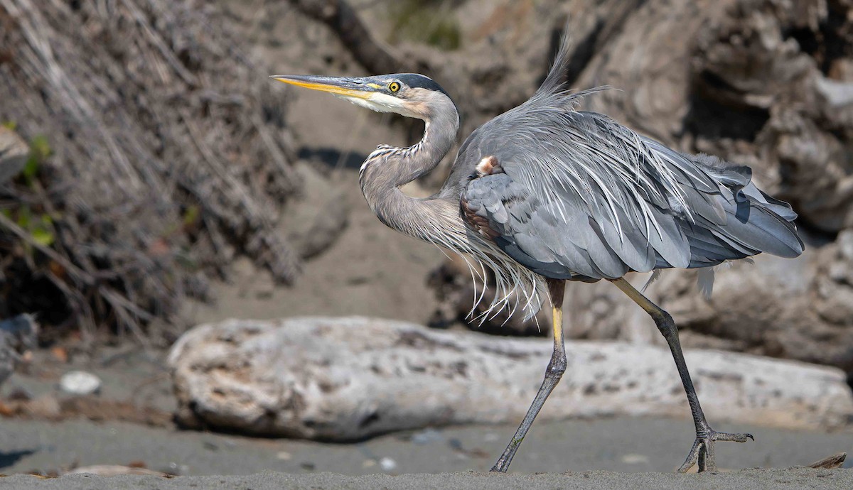 Great Blue Heron - ML640879171