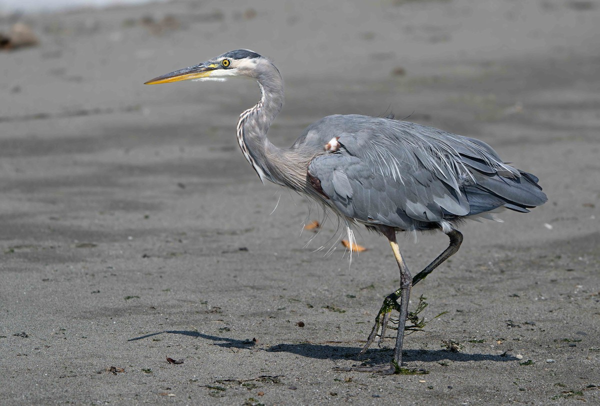 Great Blue Heron - ML640879182
