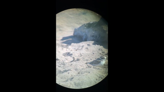 Snowy Plover - ML640879195