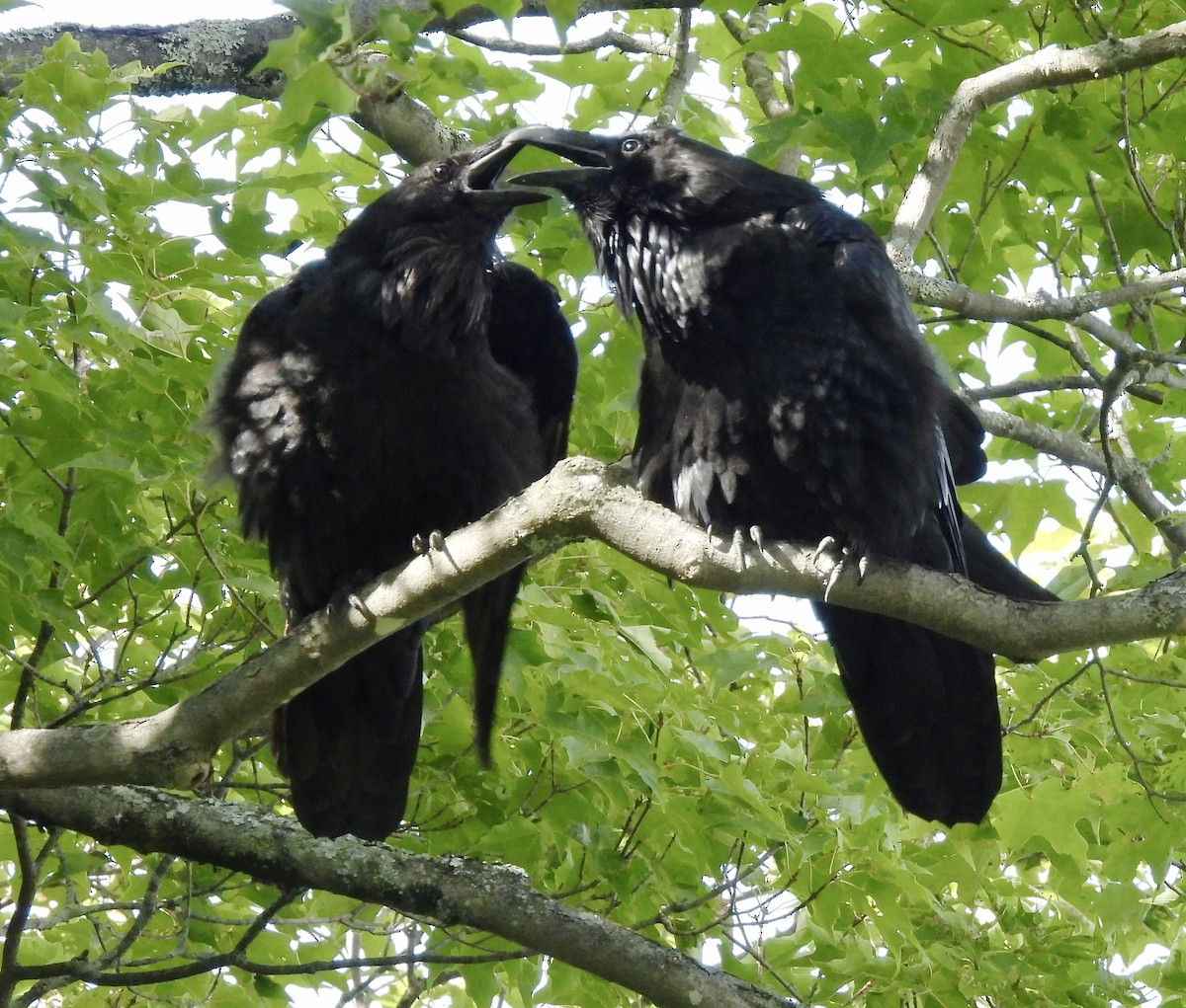 Common Raven - ML640879344