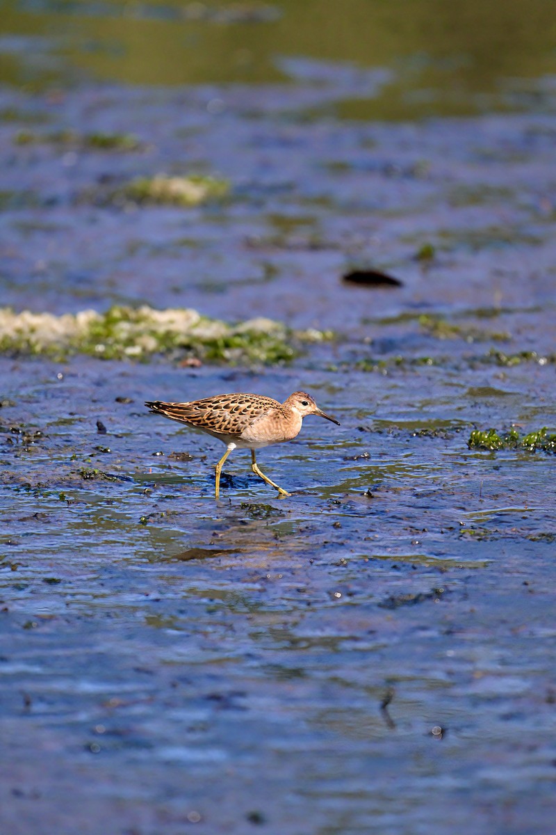 Ноцоо элсэг - ML640879381