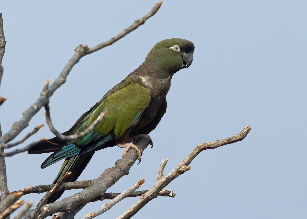 arara patagonský - ML640879409