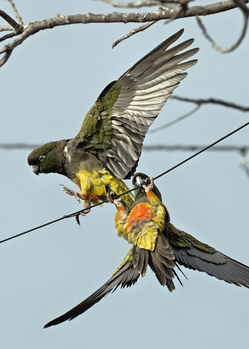 arara patagonský - ML640879410