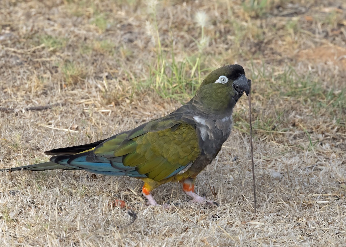 arara patagonský - ML640879411