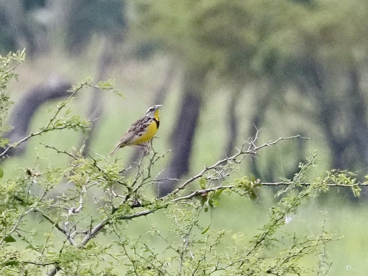 Chihuahuan Meadowlark - ML640879439