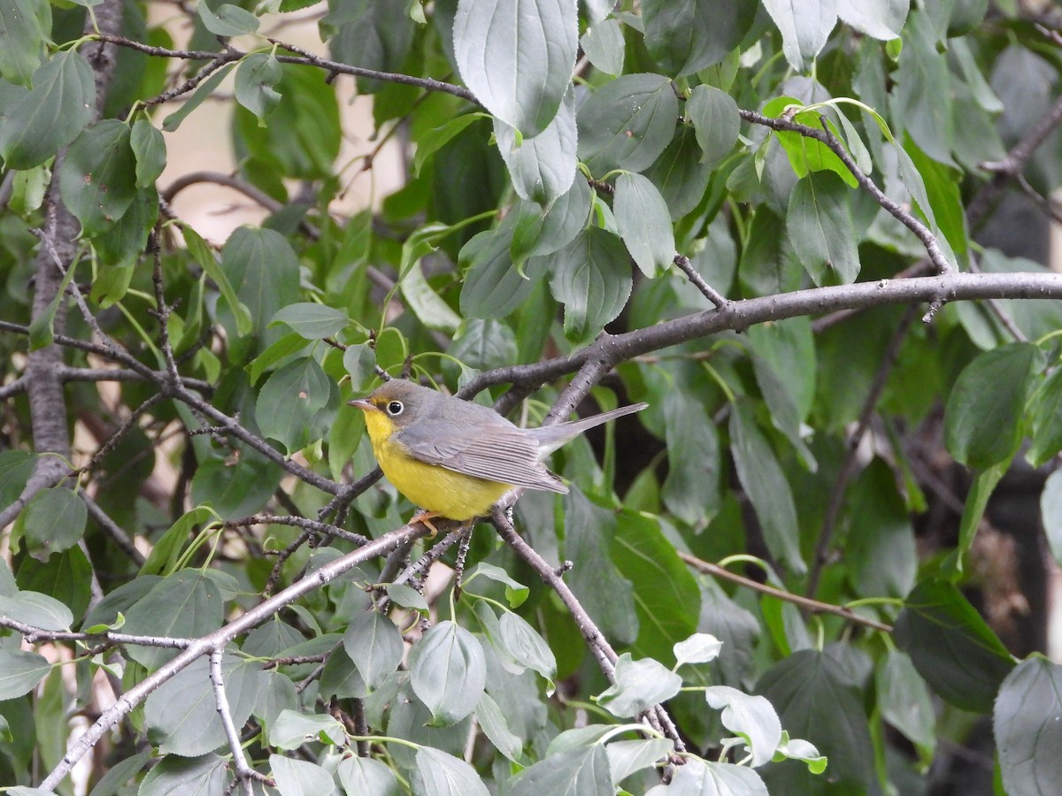 Canada Warbler - ML640879536