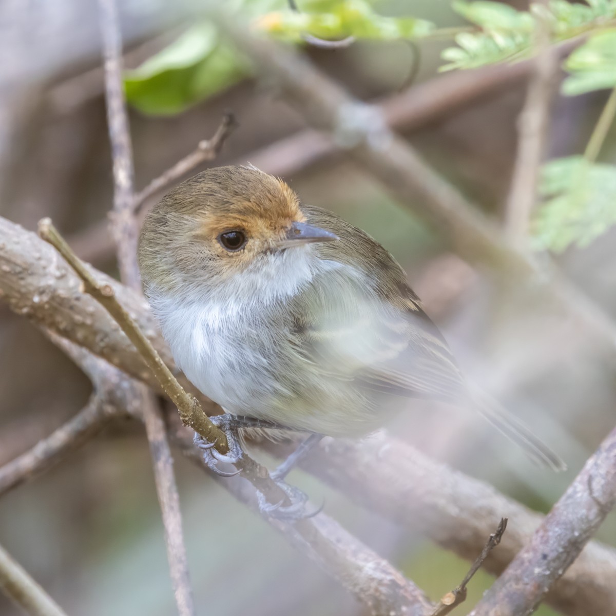 Fulvous-faced Scrub-Tyrant - ML640879538