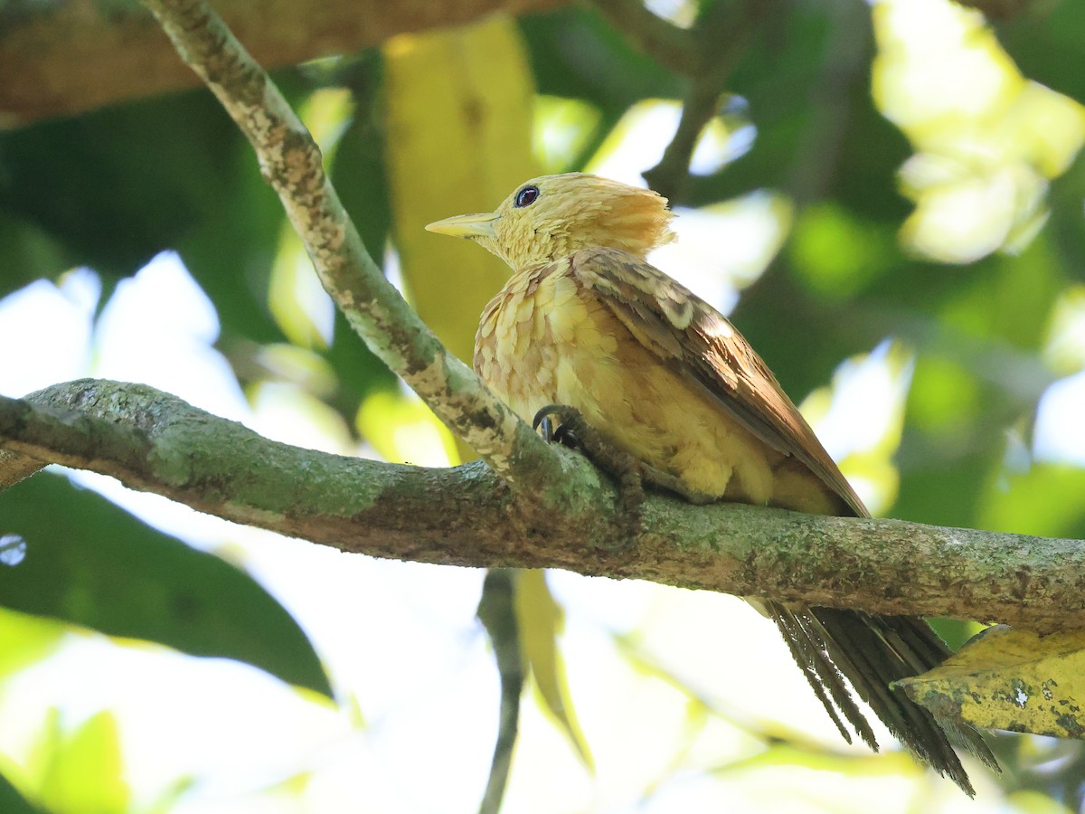 Cream-colored Woodpecker - ML640879548