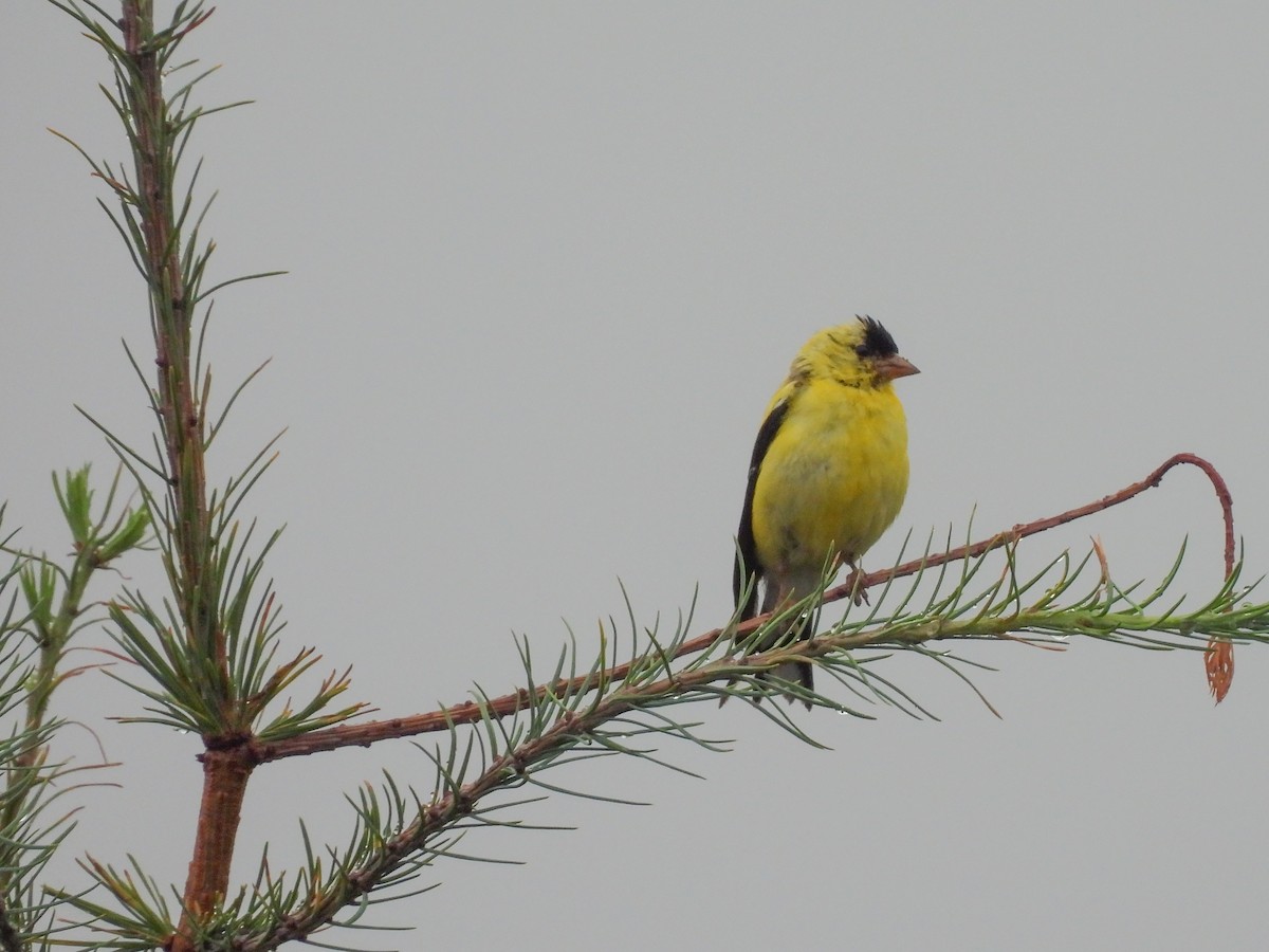 American Goldfinch - ML640879551