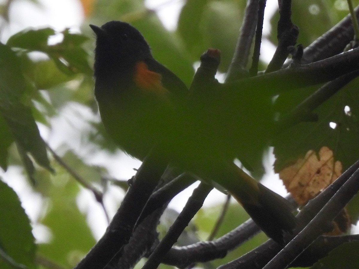 American Redstart - ML640879572