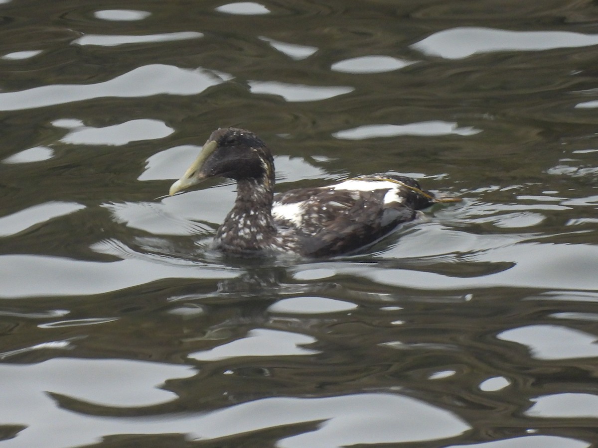 Common Eider - ML640879594