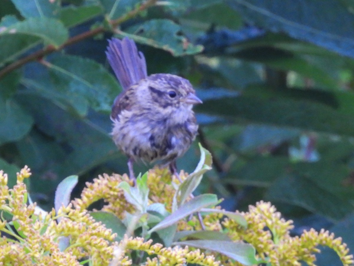 Lincoln's Sparrow - ML640879611