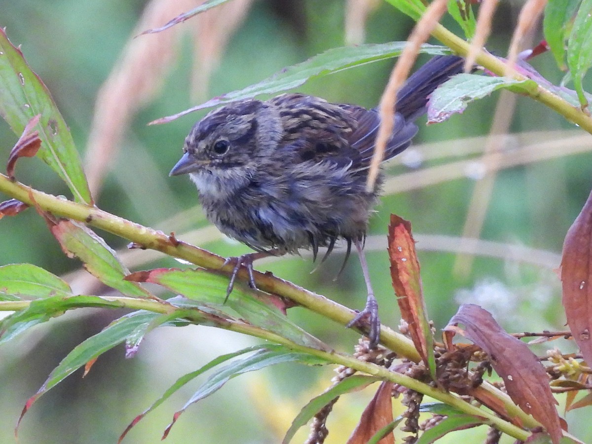 Lincoln's Sparrow - ML640879612
