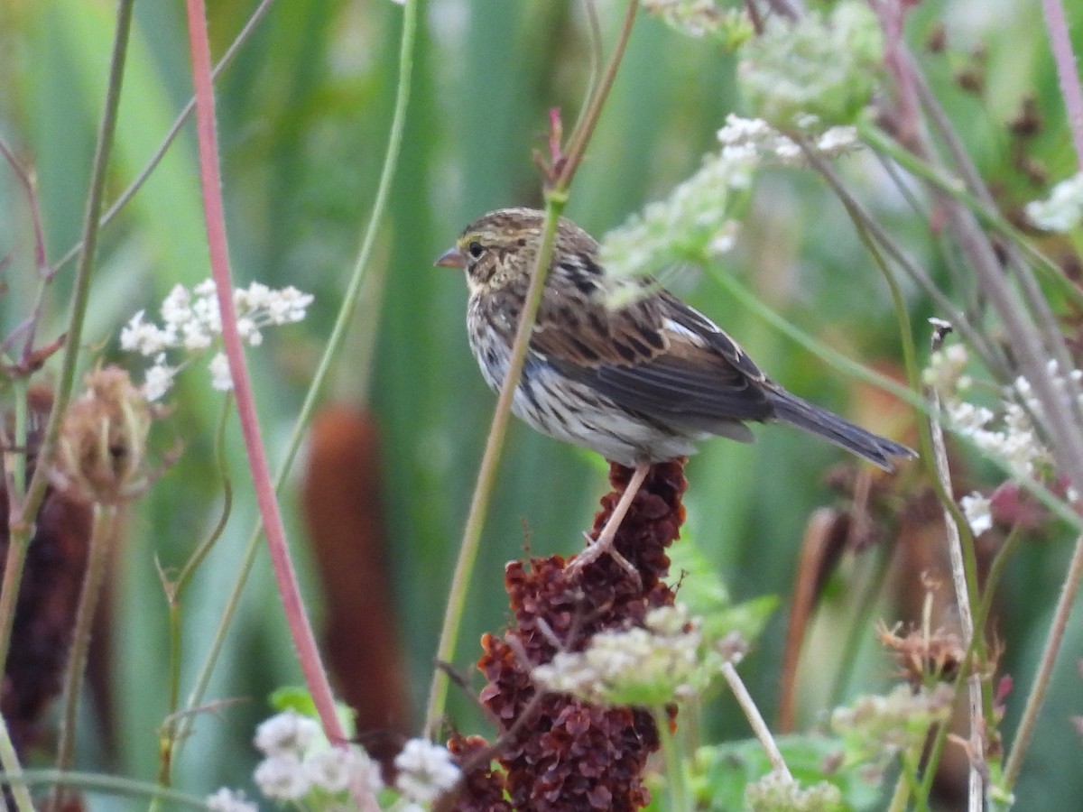 Savannah Sparrow - ML640879644