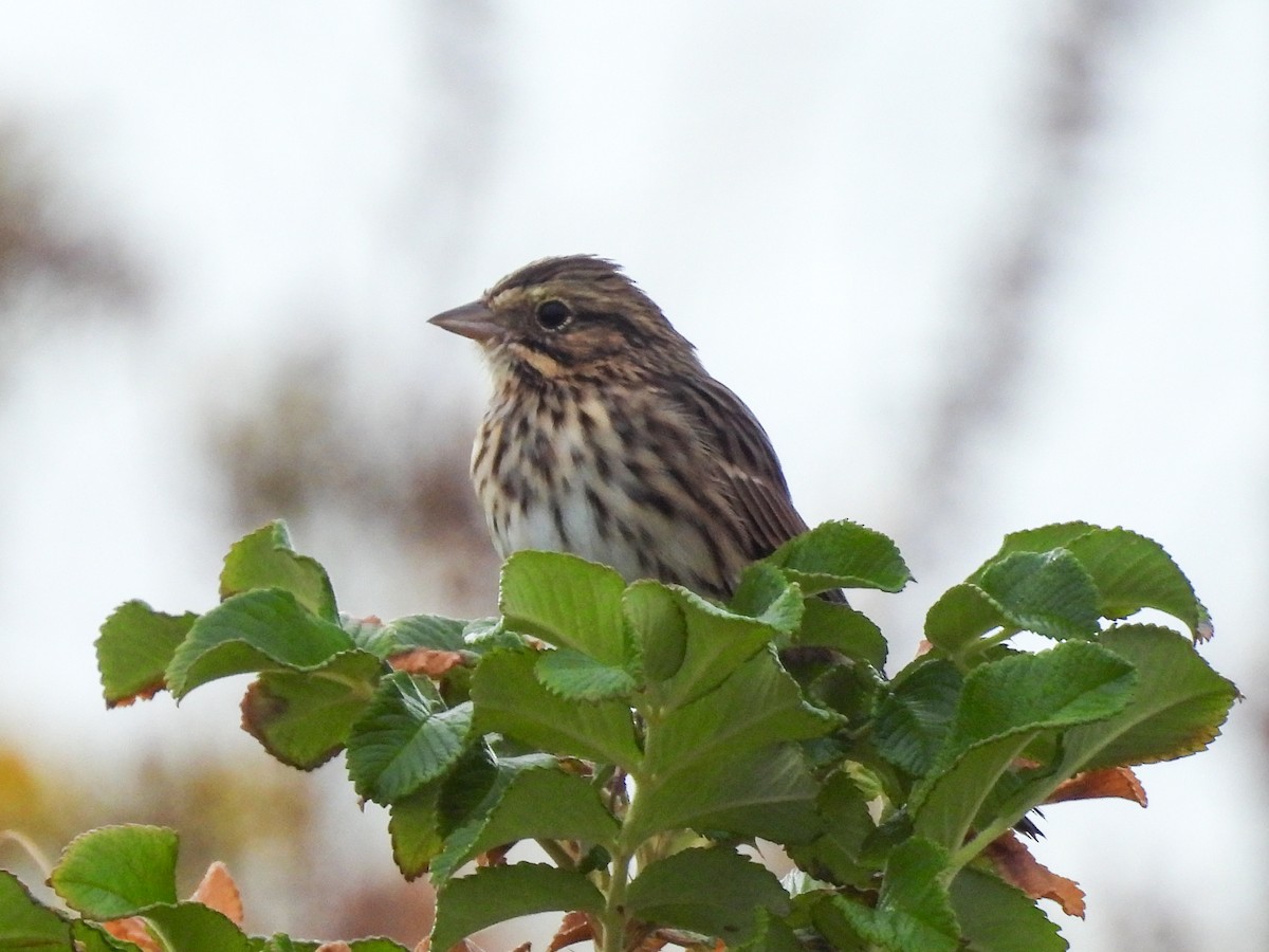 Savannah Sparrow - ML640879645