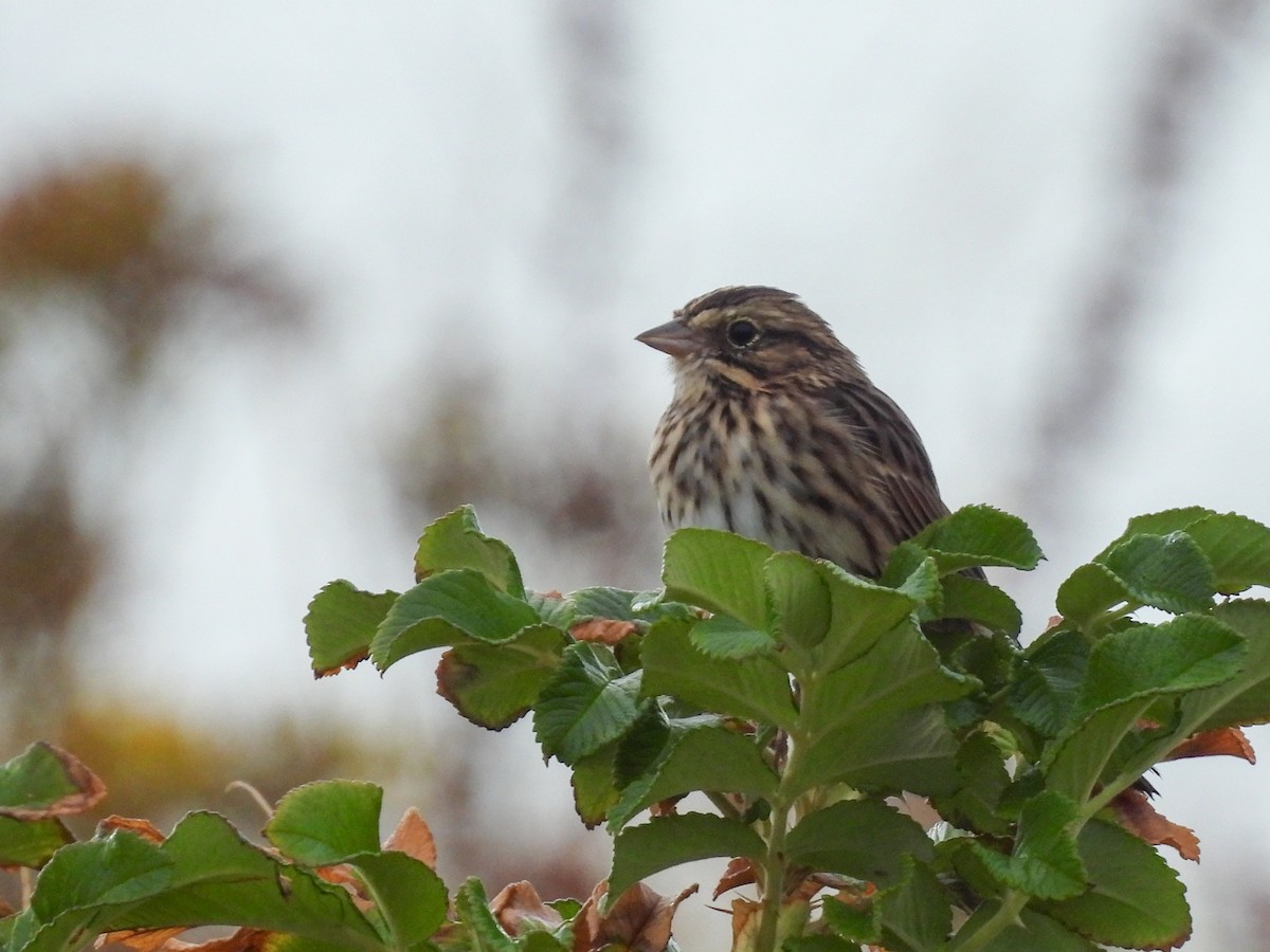 Savannah Sparrow - ML640879646