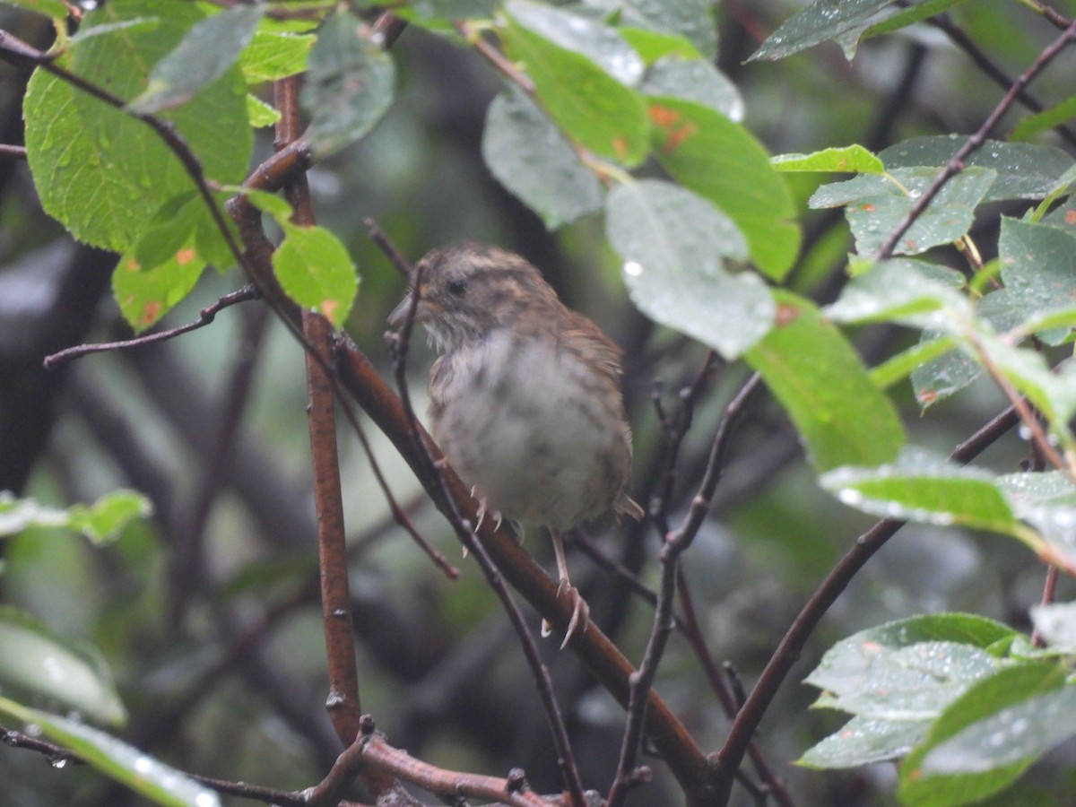 White-throated Sparrow - ML640879659