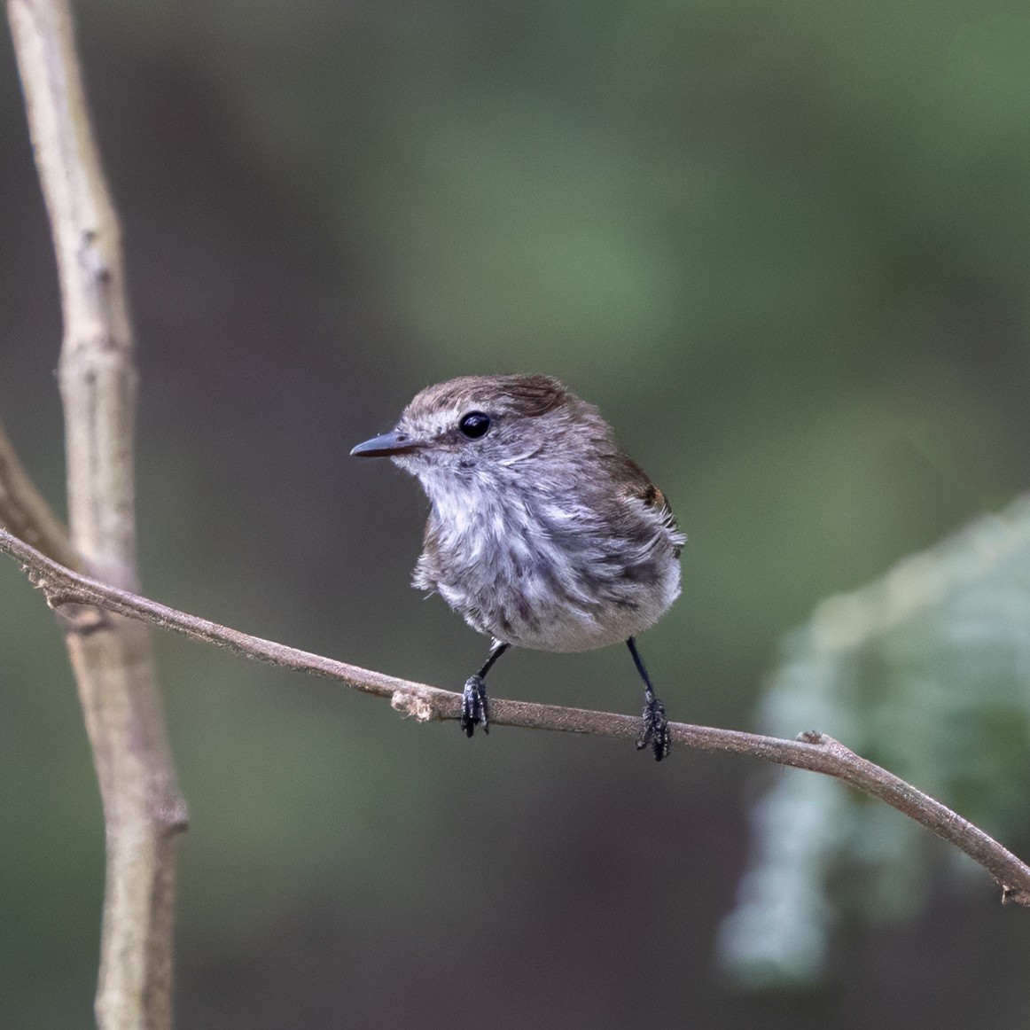 Mouse-gray Flycatcher - ML640879668