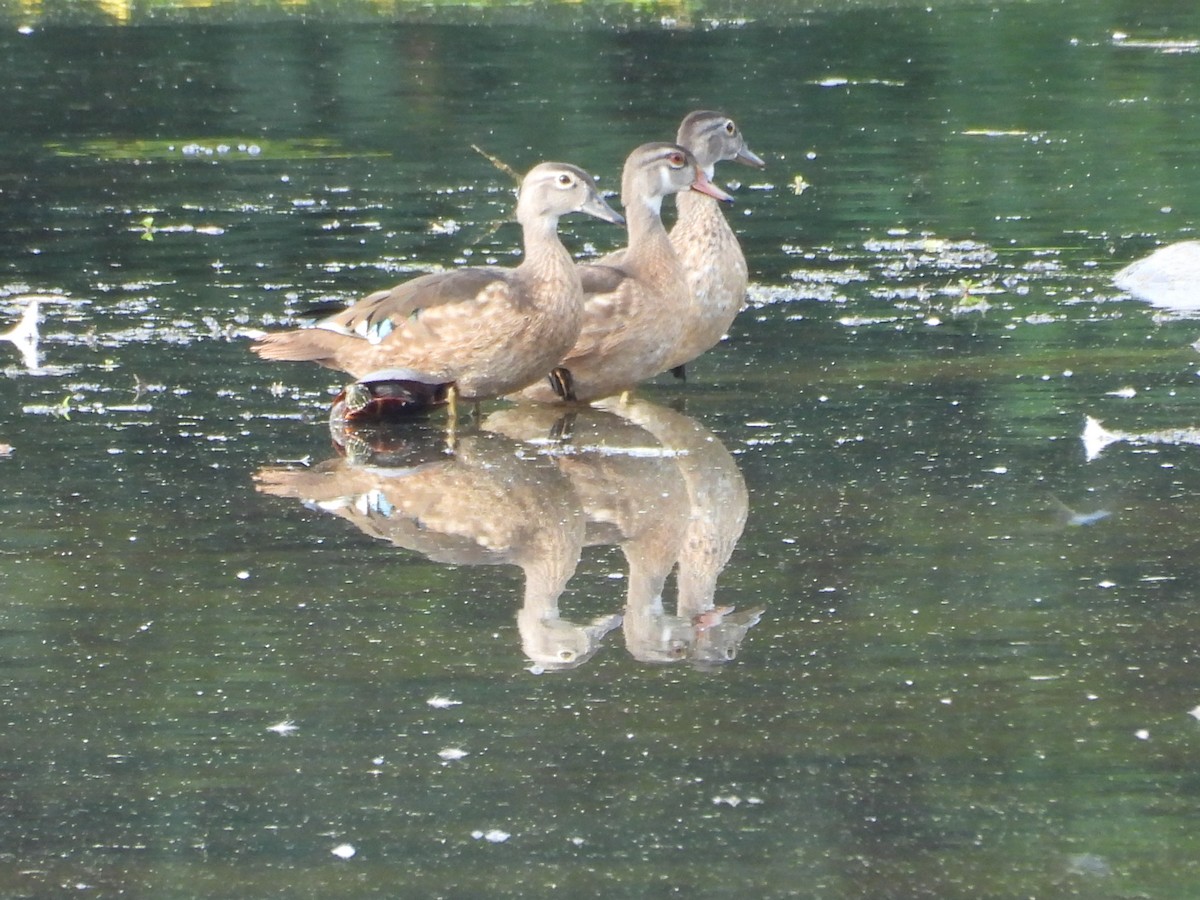 Wood Duck - ML640879752