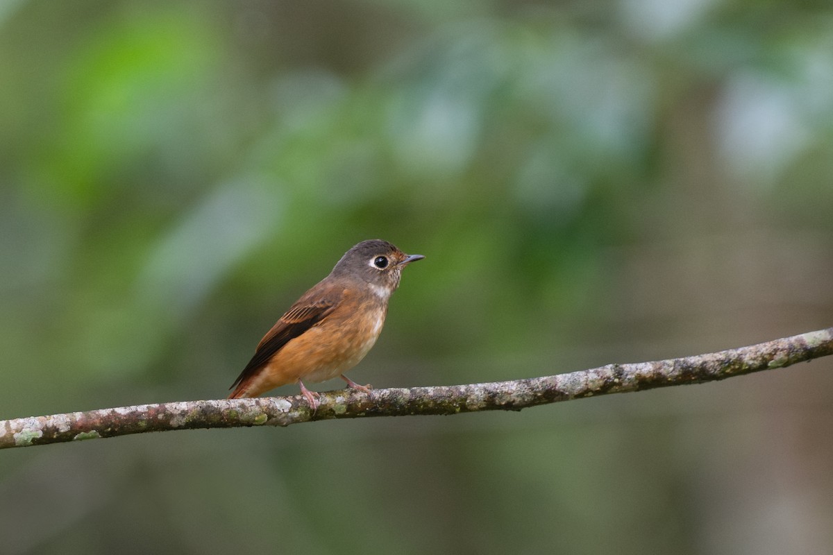 Ferruginous Flycatcher - ML640879778