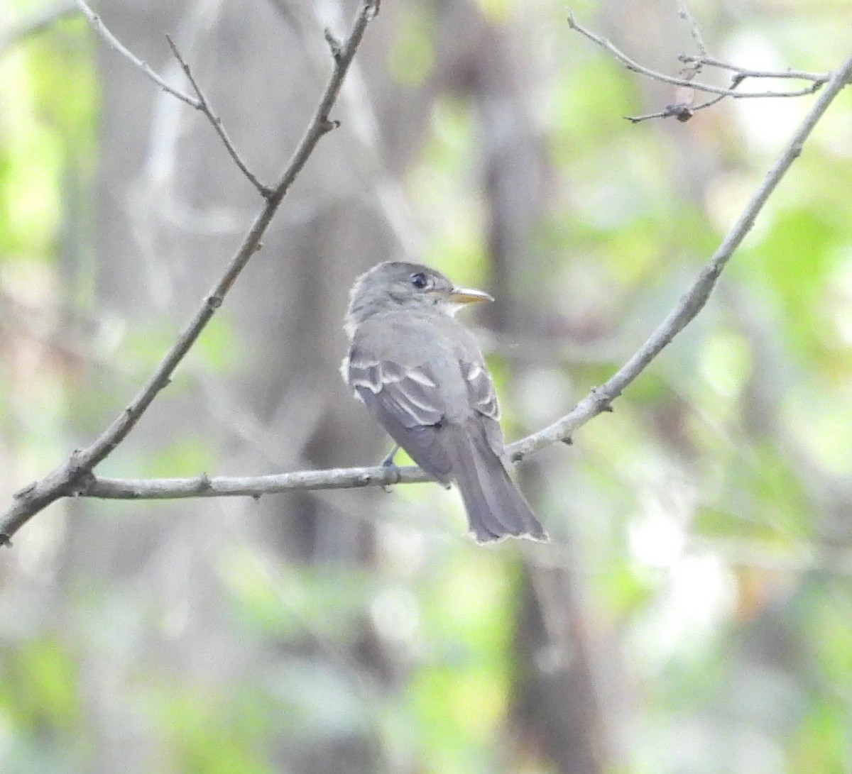 Eastern Wood-Pewee - ML640879787