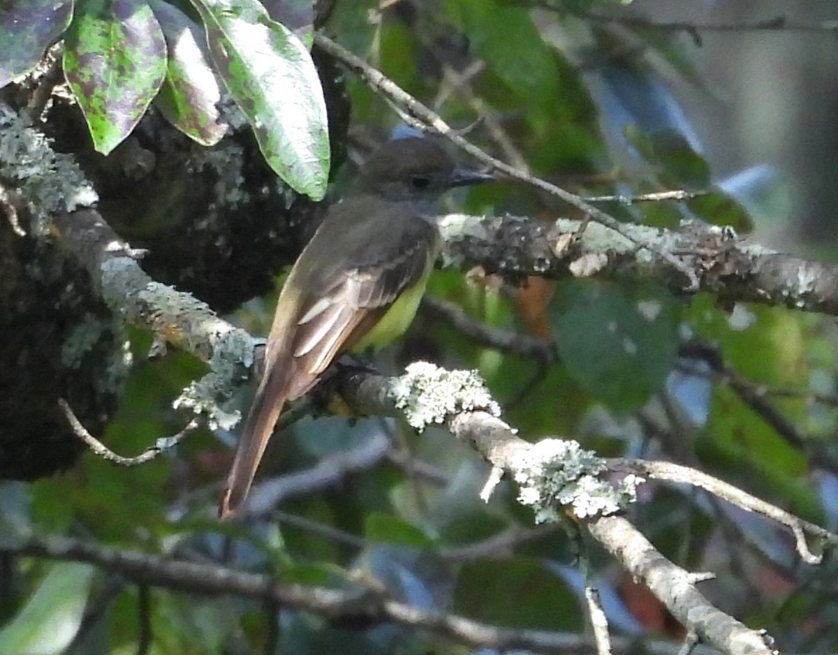 Great Crested Flycatcher - ML640879795