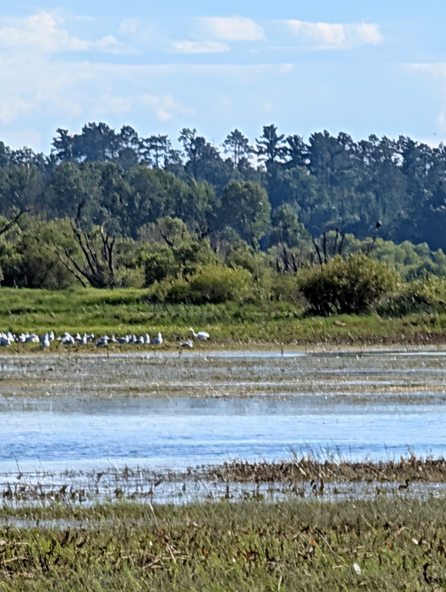 Great Egret - ML640879799