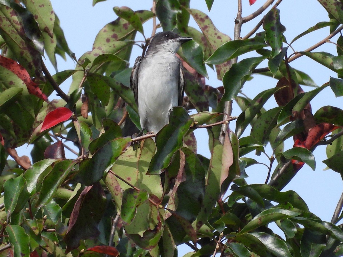 Eastern Kingbird - ML640879807