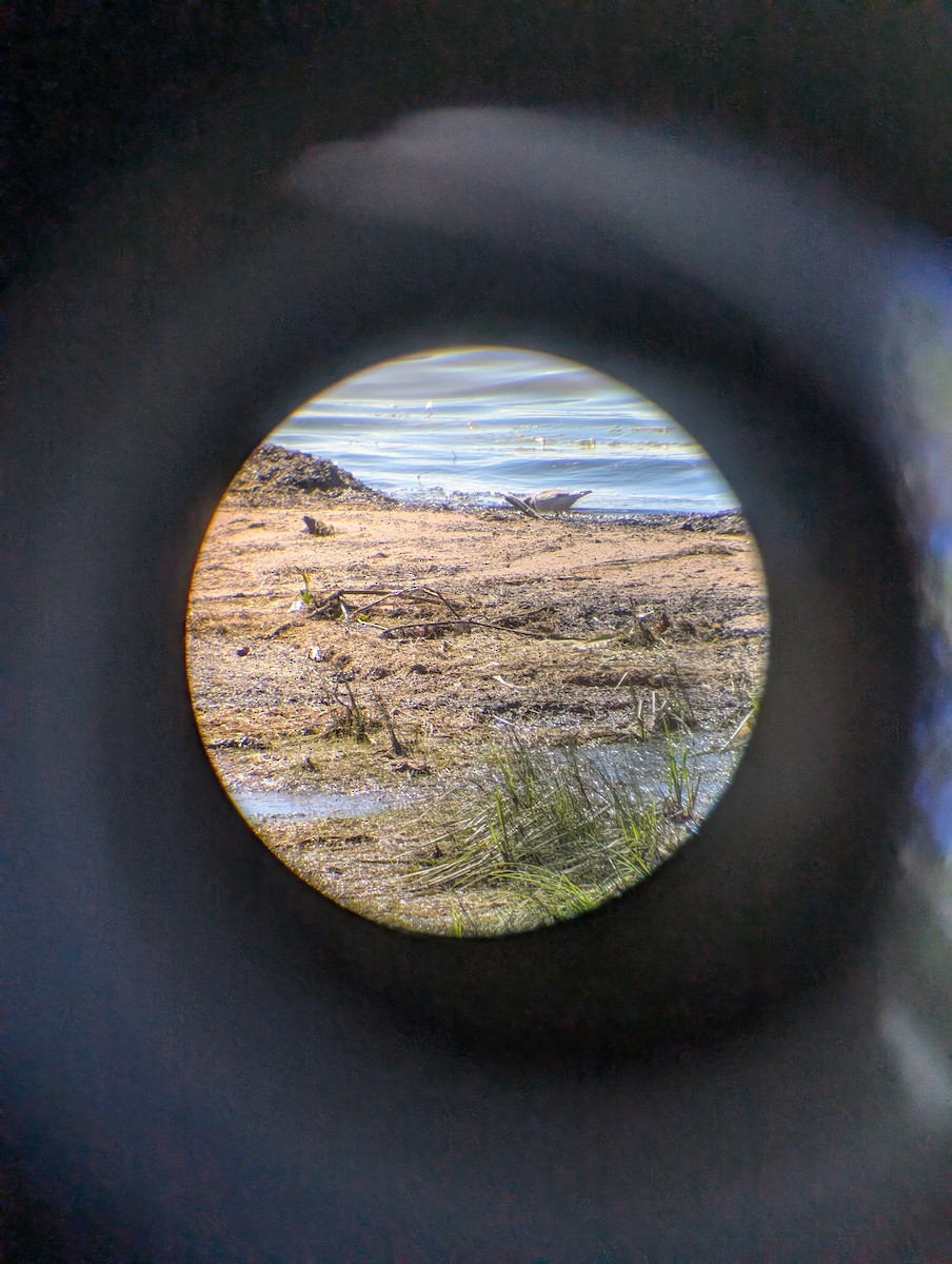 Semipalmated Plover - ML640879816